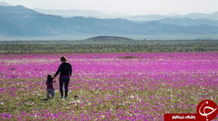 اخبار,اخبار گوناگون,خشک‌ترین صحرای جهان به گلستان تبدیل شد