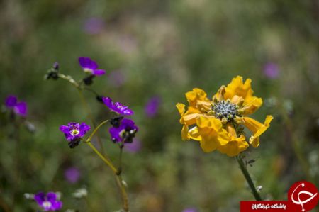 اخبار,اخبار گوناگون,خشک‌ترین صحرای جهان به گلستان تبدیل شد