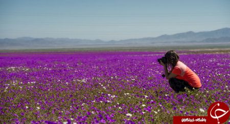 اخبار,اخبار گوناگون,خشک‌ترین صحرای جهان به گلستان تبدیل شد