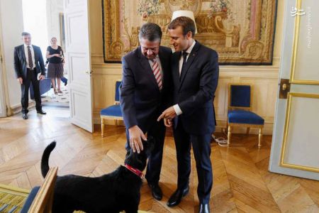 اخبار,اخبار گوناگون, سگ جدید آقای رئیس جمهور !