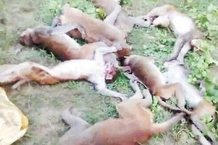 اخبارگوناگون ,خبرهای گوناگون , میمون اخبارگوناگون ,خبرهای گوناگون , میمون