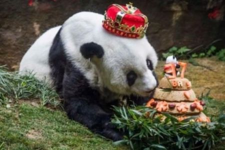 اخبارگوناگون ,خبرهای گوناگون ,پیرترین خرس پاندای جهان اخبارگوناگون ,خبرهای گوناگون ,پیرترین خرس پاندای جهان