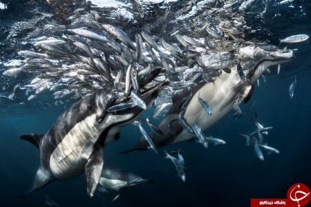   اخبارگوناگون ,خبرهای گوناگون , دنیای زیر آب