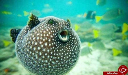   اخبارگوناگون ,خبرهای گوناگون , دنیای زیر آب