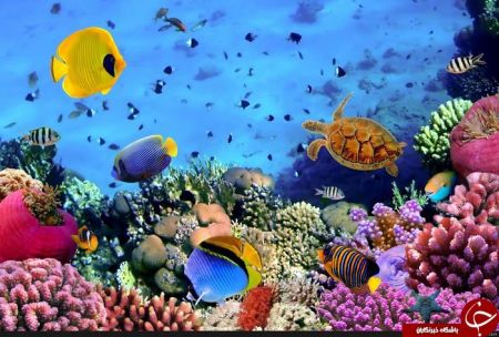   اخبارگوناگون ,خبرهای گوناگون , دنیای زیر آب