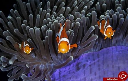  اخبارگوناگون ,خبرهای گوناگون , دنیای زیر آب