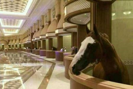 اقامت اسب های عرب در هتل لوکس