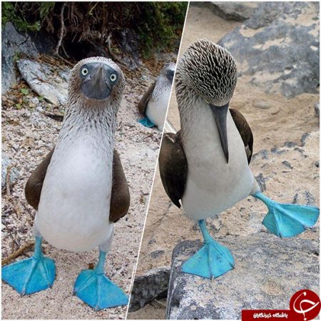 اخبارگوناگون ,خبرهای  گوناگون,کودن ترین پرنده جهان