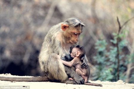   اخبارعلمی ,خبرهای  علمی ,میمون‌ها