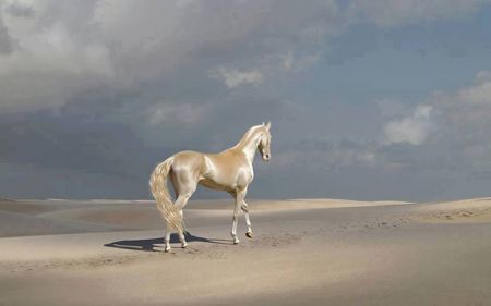   اخبارگوناگون,خبرهای   گوناگون,زیباترین اسب جهان