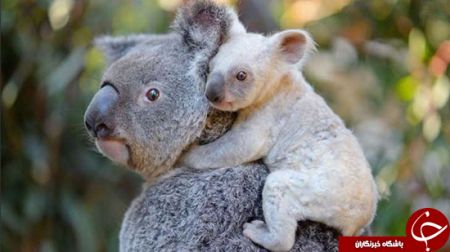   اخبارگوناگون,خبرهای گوناگون,کوالای سفید 