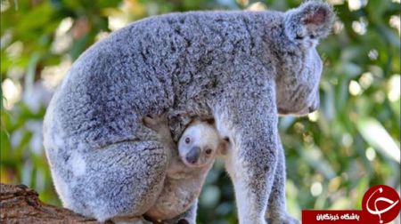   اخبارگوناگون,خبرهای گوناگون,کوالای سفید 