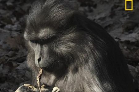 اخبار,اخبار گوناگون, میمون عزادار جنازه بچه اش را خورد