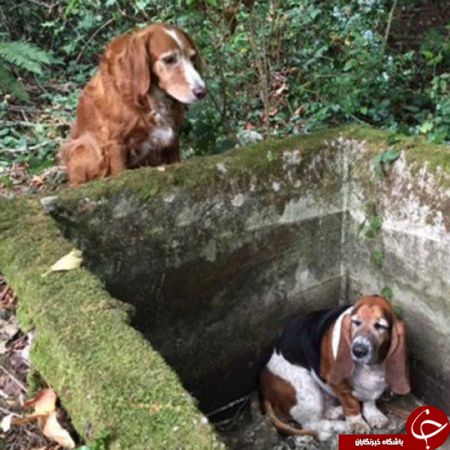 اخبار,اخبارگوناگون, دوستی این سگ مثال زدنی است