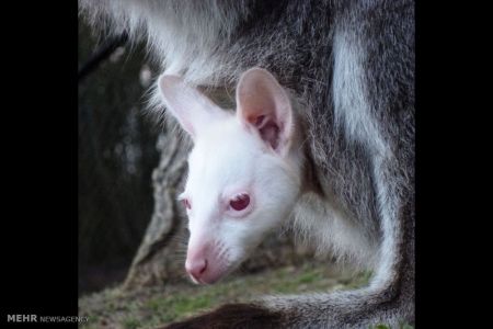 اخبار,اخبار گوناگون,حیوانات سفید اخبار,اخبار گوناگون,حیوانات سفید