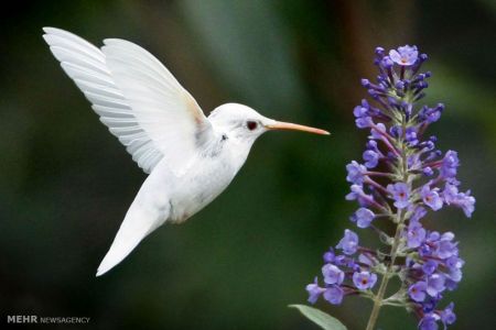 اخبار,اخبار گوناگون,حیوانات سفید اخبار,اخبار گوناگون,حیوانات سفید