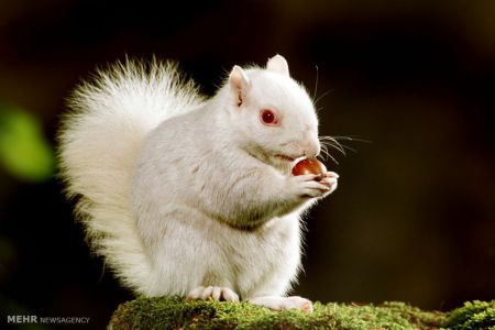 اخبار,اخبار گوناگون,حیوانات سفید اخبار,اخبار گوناگون,حیوانات سفید