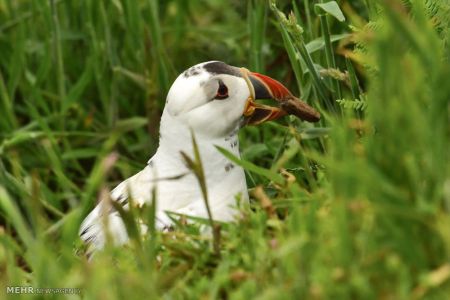 اخبار,اخبار گوناگون,حیوانات سفید اخبار,اخبار گوناگون,حیوانات سفید