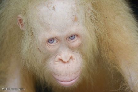 اخبار,اخبار گوناگون,حیوانات سفید اخبار,اخبار گوناگون,حیوانات سفید