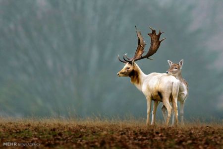 اخبار,اخبار گوناگون,حیوانات سفید اخبار,اخبار گوناگون,حیوانات سفید