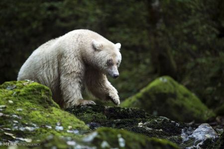 اخبار,اخبار گوناگون,حیوانات سفید اخبار,اخبار گوناگون,حیوانات سفید