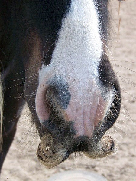 اخبار,اخبار گوناگون,اسب