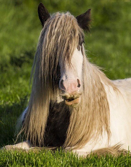 اخبار,اخبار گوناگون,اسب