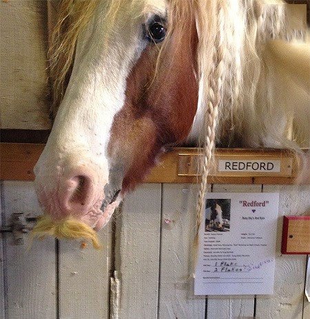 اخبار,اخبار گوناگون,اسب