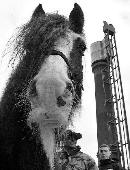 اخبار,اخبار گوناگون,اسب