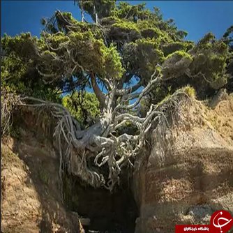 اخبار,اخبار گوناگون, درختانی که در شرایط سخت زنده ماندند