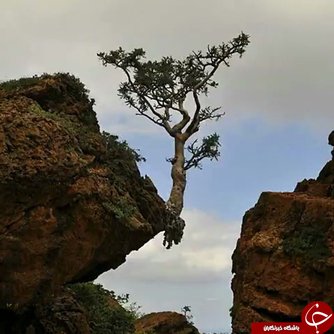 اخبار,اخبار گوناگون, درختانی که در شرایط سخت زنده ماندند