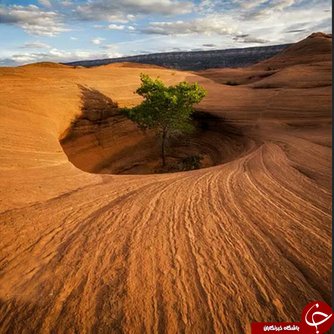 اخبار,اخبار گوناگون, درختانی که در شرایط سخت زنده ماندند