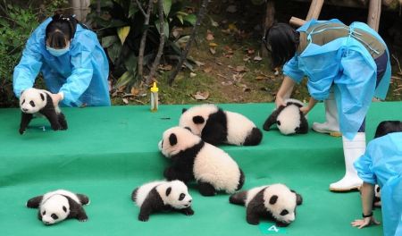 اخبار,اخبار گوناگون,پاندا