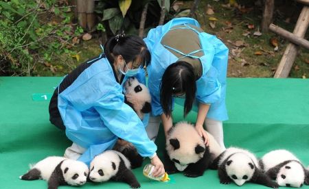اخبار,اخبار گوناگون,پاندا