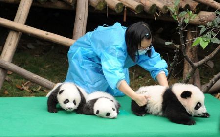 اخبار,اخبار گوناگون,پاندا