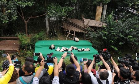 اخبار,اخبار گوناگون,پاندا