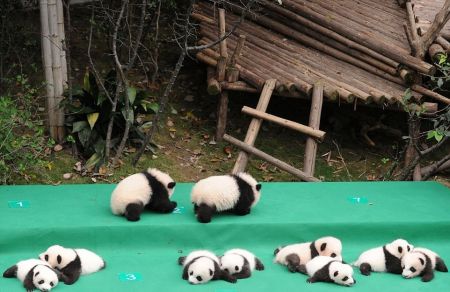 اخبار,اخبار گوناگون,پاندا