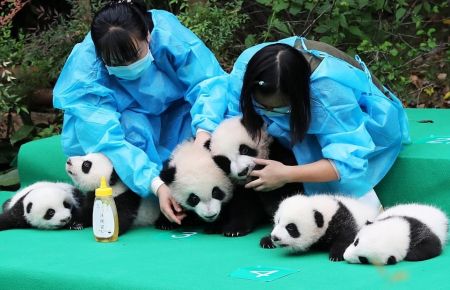 اخبار,اخبار گوناگون,پاندا