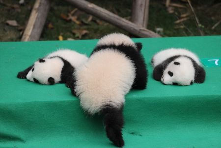 اخبار,اخبار گوناگون,پاندا