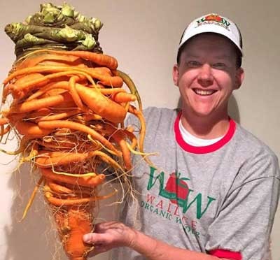 اخبار,اخبار گوناگون,بزرگترین هویج جهان