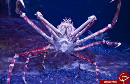 اخبار,اخبارگوناگون,حیوانات خارقالعاده دریا اخبار,اخبارگوناگون,حیوانات خارقالعاده دریا
