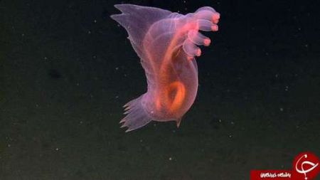 اخبار,اخبارگوناگون,حیوانات خارقالعاده دریا اخبار,اخبارگوناگون,حیوانات خارقالعاده دریا