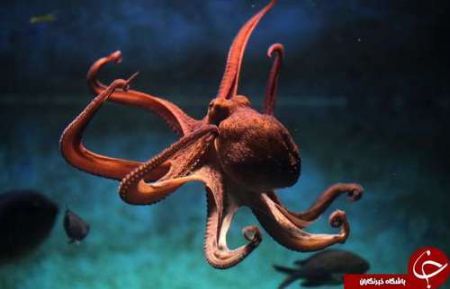 اخبار,اخبارگوناگون,حیوانات خارقالعاده دریا اخبار,اخبارگوناگون,حیوانات خارقالعاده دریا
