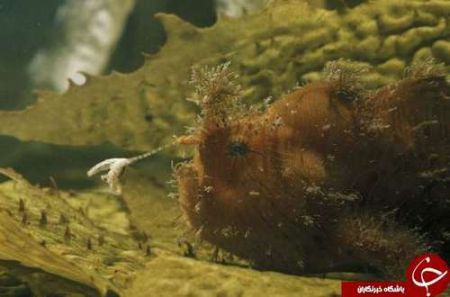 اخبار,اخبارگوناگون,حیوانات خارقالعاده دریا اخبار,اخبارگوناگون,حیوانات خارقالعاده دریا