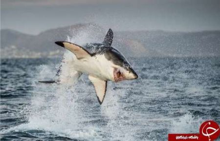 اخبار,اخبارگوناگون,حیوانات خارقالعاده دریا اخبار,اخبارگوناگون,حیوانات خارقالعاده دریا