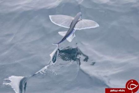 اخبار,اخبارگوناگون,حیوانات خارقالعاده دریا اخبار,اخبارگوناگون,حیوانات خارقالعاده دریا
