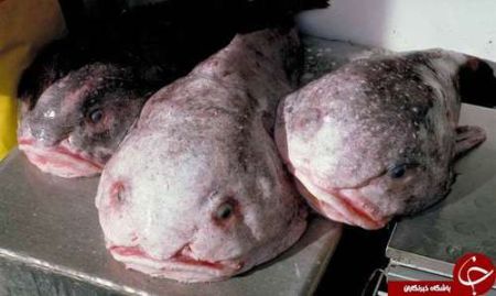 اخبار,اخبارگوناگون,حیوانات خارقالعاده دریا اخبار,اخبارگوناگون,حیوانات خارقالعاده دریا