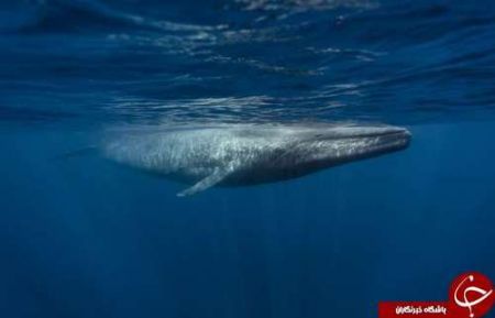 اخبار,اخبارگوناگون,حیوانات خارقالعاده دریا اخبار,اخبارگوناگون,حیوانات خارقالعاده دریا