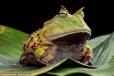 اخبار,اخبار گوناگون, درنده ترین قورباغه دنیا