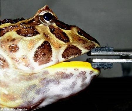 اخبار,اخبار گوناگون, درنده ترین قورباغه دنیا